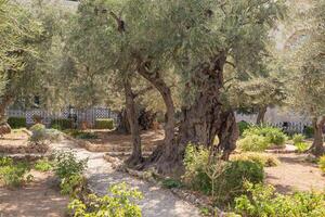 vecchio oliva alberi nel il giardino di getsemani, Gerusalemme. selettivo messa a fuoco foto