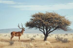 antilope in piedi sotto spinoso acacia albero foto