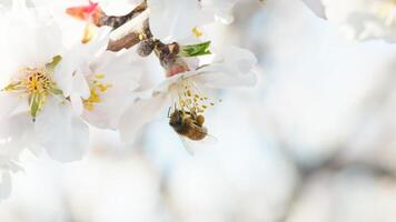 ape prende polline a partire dal un' bianca mandorla fiori nel primavera foto