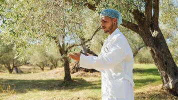 agronomo controllo il corretta crescita di un oliva albero foto