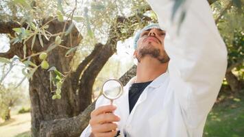 uomo con laboratorio cappotto controllo il Salute di un oliva albero toccante con mani foto