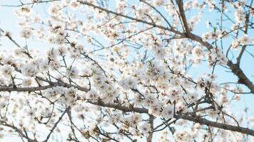 in arrivo di il primavera con mandorla fiori foto