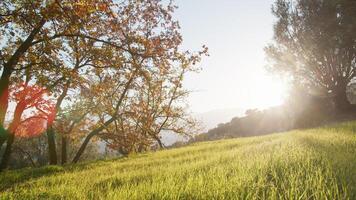 verde campo prato nel il sicilia campagna foto