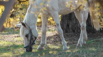 bianca cavallo e Marrone cavallo mangiare torba sotto un' albero nel campagna nel Italia foto