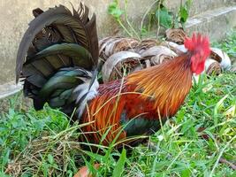 bellissimo colorato selvaggio polli nel Tailandia foto