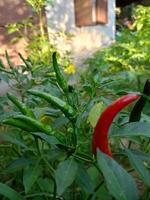 Pepe chili caldo cibo nel giardino Tailandia azienda agricola foto