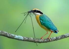 un' uccello con un' lungo becco seduta su un' ramo foto