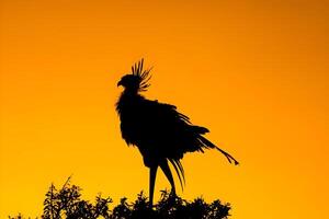 un' uccello sta su superiore di un' albero nel il sole foto