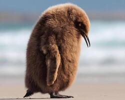 un' pinguino in piedi su il spiaggia con suo testa giù foto