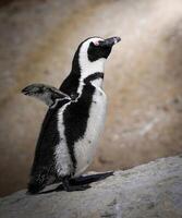 un' gruppo di pinguini a piedi su il spiaggia foto