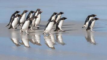 un' gruppo di pinguini a piedi su il spiaggia foto