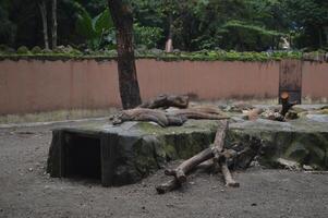 komodo Drago, varano komodensis, su il spiaggia, komodo isola, Indonesia sud-est Asia grande maschio gigante lucertola a il animale osservazione luogo. komodo lucertola tipico di Indonesia foto