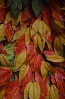 avvicinamento di caduto le foglie nel autunno. arancia verde foglia sfondo e foglia struttura foto