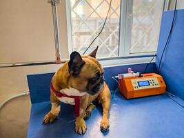 un' francese bulldog è essere trattati a un' veterinario clinica. iv con catetere nel il zampa. foto