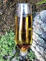 oliva olio nel un' bottiglia su muschio erba sfondo e gesso foto