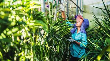 la giovane lavoratrice si prende cura del fiore dell'orchidea in giardino. agricoltura, coltivazione di piantagioni di orchidee. foto