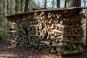 legna da ardere Conservazione nel foresta foto