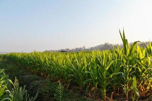 bella mattina il campo di grano foto