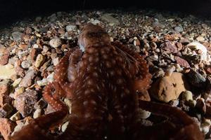 polpo re del camuffamento nel mar rosso, eilat israele foto