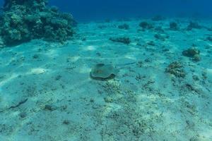 pastinaca maculata blu sul fondale del mar rosso foto