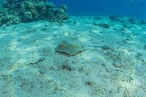 pastinaca maculata blu sul fondale del mar rosso foto