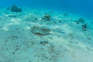 pastinaca maculata blu sul fondale del mar rosso foto