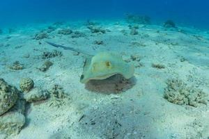 pastinaca maculata blu sul fondale del mar rosso foto