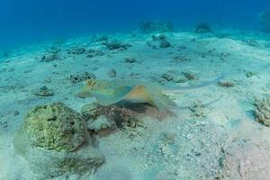 pastinaca maculata blu sul fondale del mar rosso foto