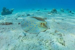 pastinaca maculata blu sul fondale del mar rosso foto