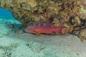 i pesci nuotano nel mar rosso, pesci colorati, eilat israele foto