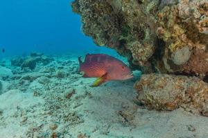 i pesci nuotano nel mar rosso, pesci colorati, eilat israele foto
