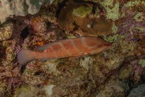 i pesci nuotano nel mar rosso, pesci colorati, eilat israele foto