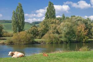 vigneto paesaggio a fiume principale nel francone vino nazione vicino per volkach,franconia,baviera,germania foto