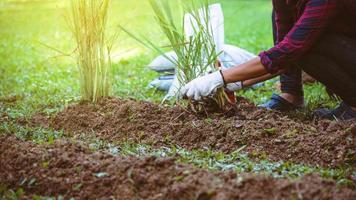 donne asiatiche. scavare nel terreno l'orto. piantare la citronella negli orti. foto