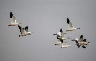 oche delle nevi in volo foto