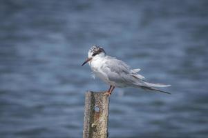 sterna forsters, elkhorn slough foto