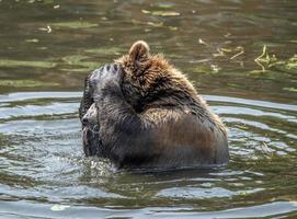 fortezza dell'orso, sitka, alaska foto