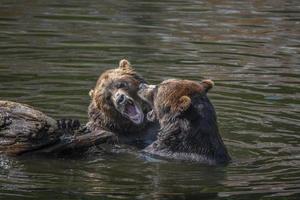 fortezza del centro di salvataggio dell'orso, sitka, alaska foto