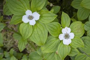 corniolo nano, foresta pluviale dell'Alaska foto