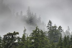 foresta pluviale nebbiosa, alaska