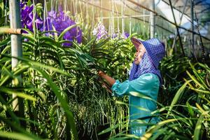 la giovane lavoratrice si prende cura del fiore dell'orchidea in giardino. agricoltura, coltivazione di piantagioni di orchidee.orchidaceae,vanda coerulea foto