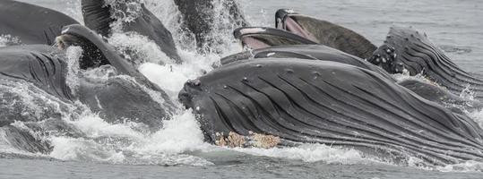 balene megattere che si nutrono di bolle, alaska foto