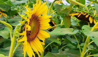 girasole nel campo con foglie verdi foto