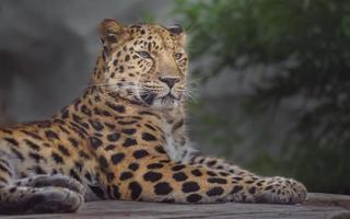 ritratto del leopardo dell'amur foto