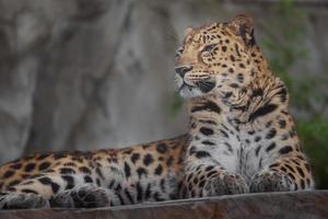 ritratto del leopardo dell'amur foto