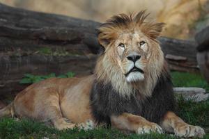 leone nordafricano foto