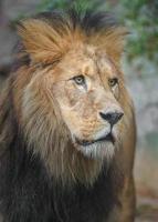 leone nordafricano foto
