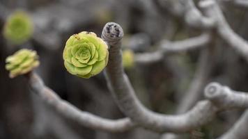 kleinia neriifolia, conosciuta in spagnolo come verode, è endemica delle isole canarie foto