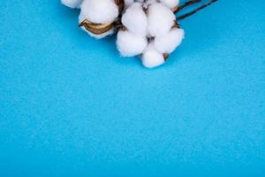 fiori di cotone su sfondo blu. foto naturale