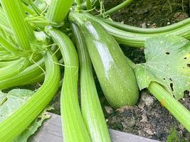 il frutto della zucca cresce sul cespuglio foto